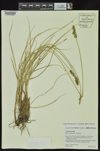 Carex triangularis image