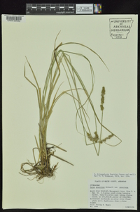 Carex triangularis image