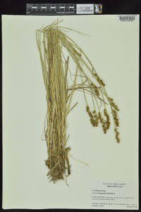 Carex triangularis image