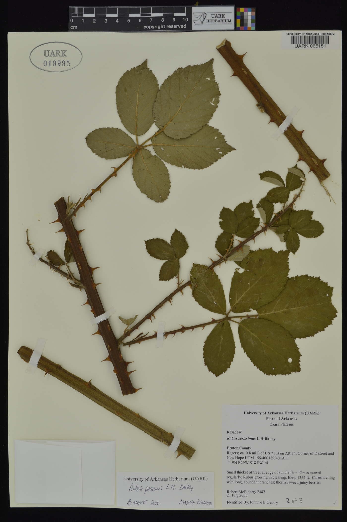 Rubus pascuus image