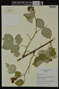 Rubus phoenicolasius image