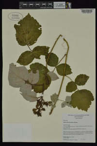 Rubus phoenicolasius image