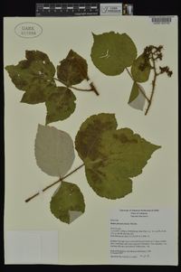 Rubus phoenicolasius image