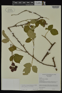 Rubus pascuus image