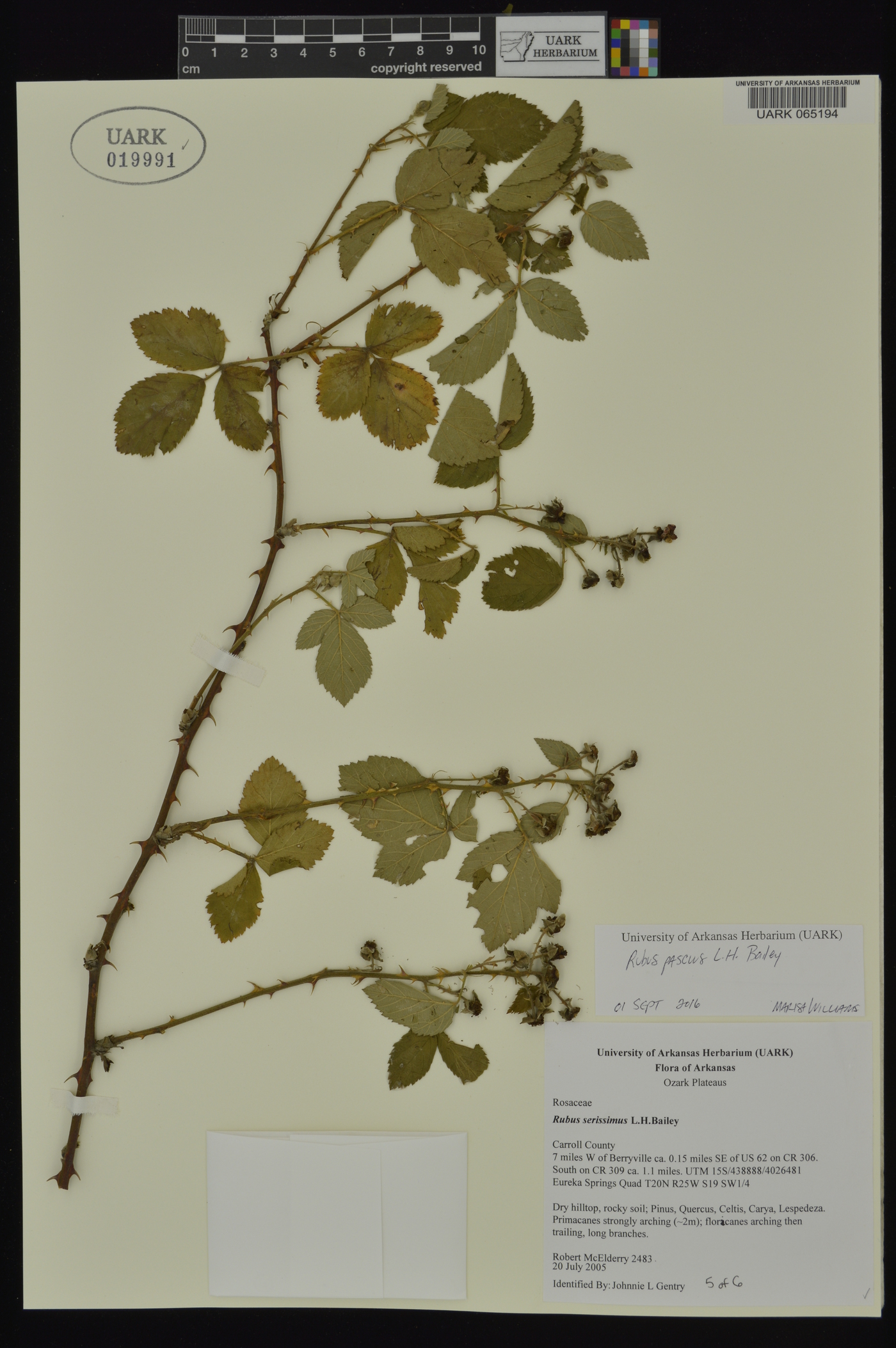 Rubus pascuus image