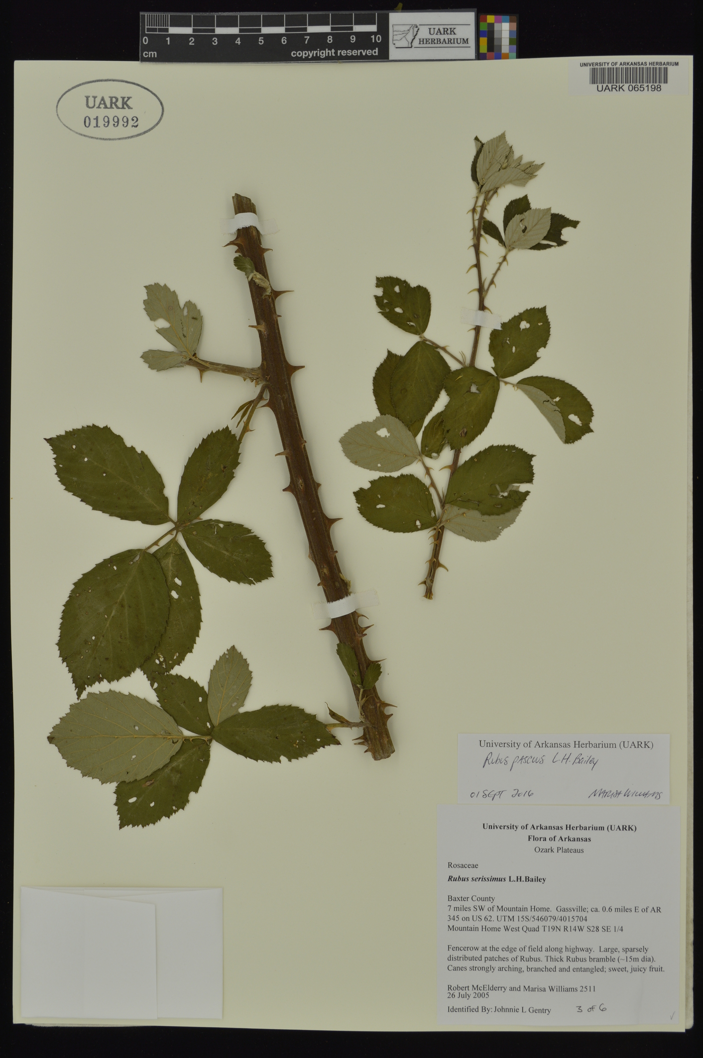 Rubus pascuus image