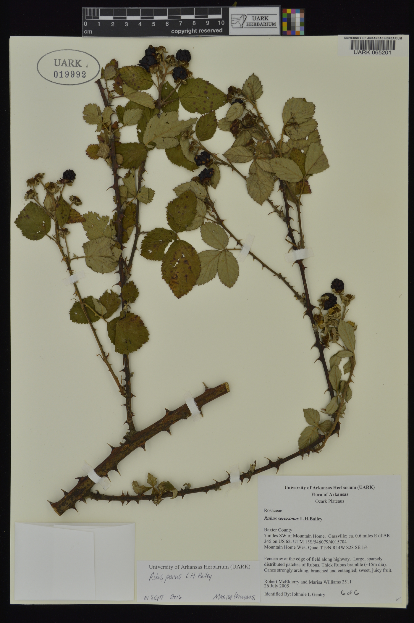 Rubus pascuus image