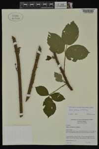 Rubus pascuus image