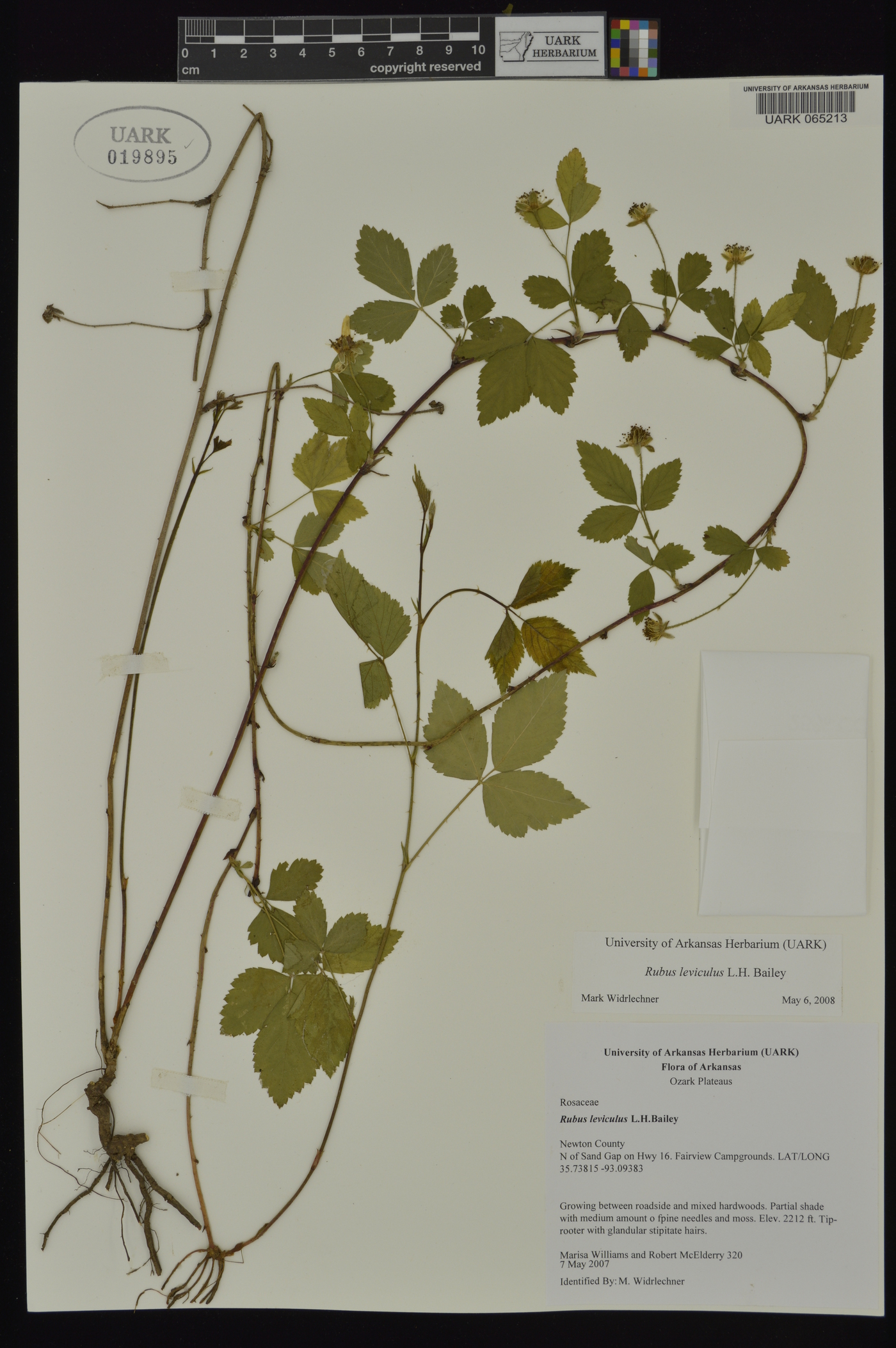 Rubus leviculus image