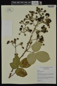 Rubus armeniacus image