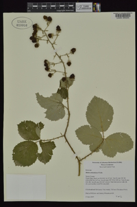 Rubus armeniacus image