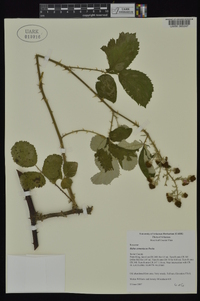 Rubus armeniacus image