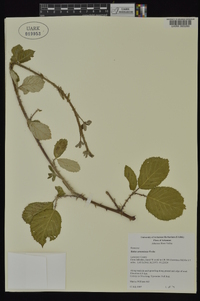 Rubus armeniacus image