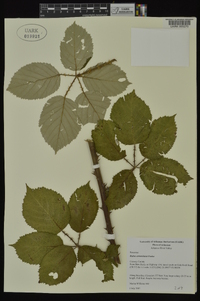 Rubus armeniacus image