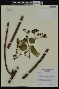 Rubus armeniacus image