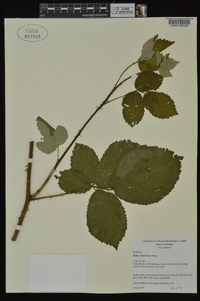 Rubus armeniacus image