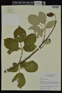 Rubus armeniacus image