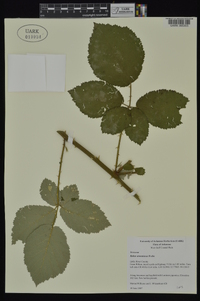 Rubus armeniacus image