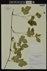 Rubus ictus image