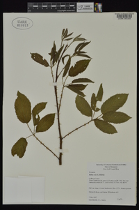 Rubus sons image