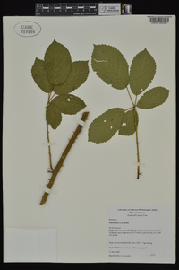 Rubus sons image