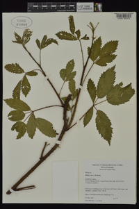 Rubus sons image