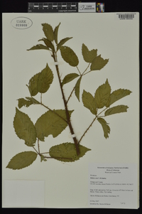 Rubus sons image