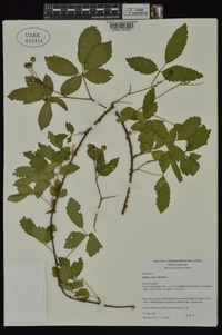 Rubus sons image