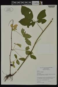 Rubus sons image