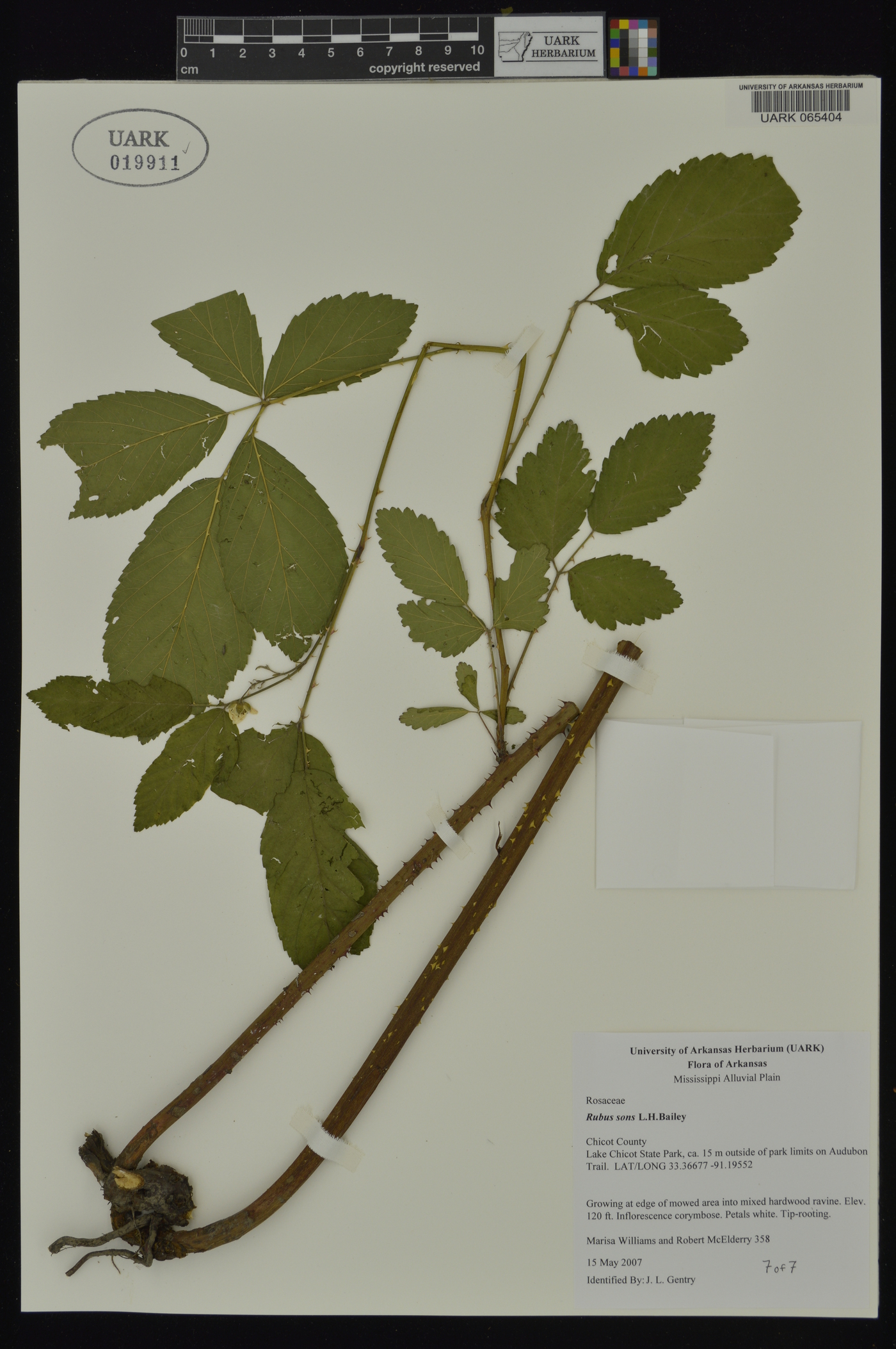 Rubus sons image