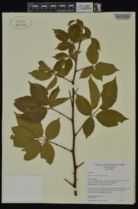 Rubus frondosus image