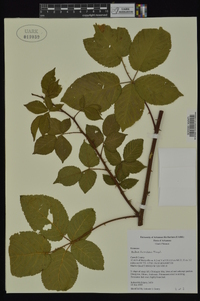 Rubus frondosus image