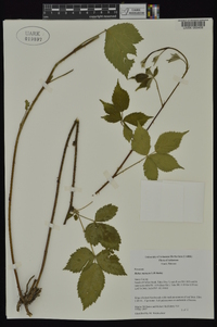 Rubus meracus image