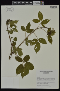 Rubus ictus image