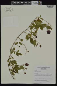 Rubus ictus image