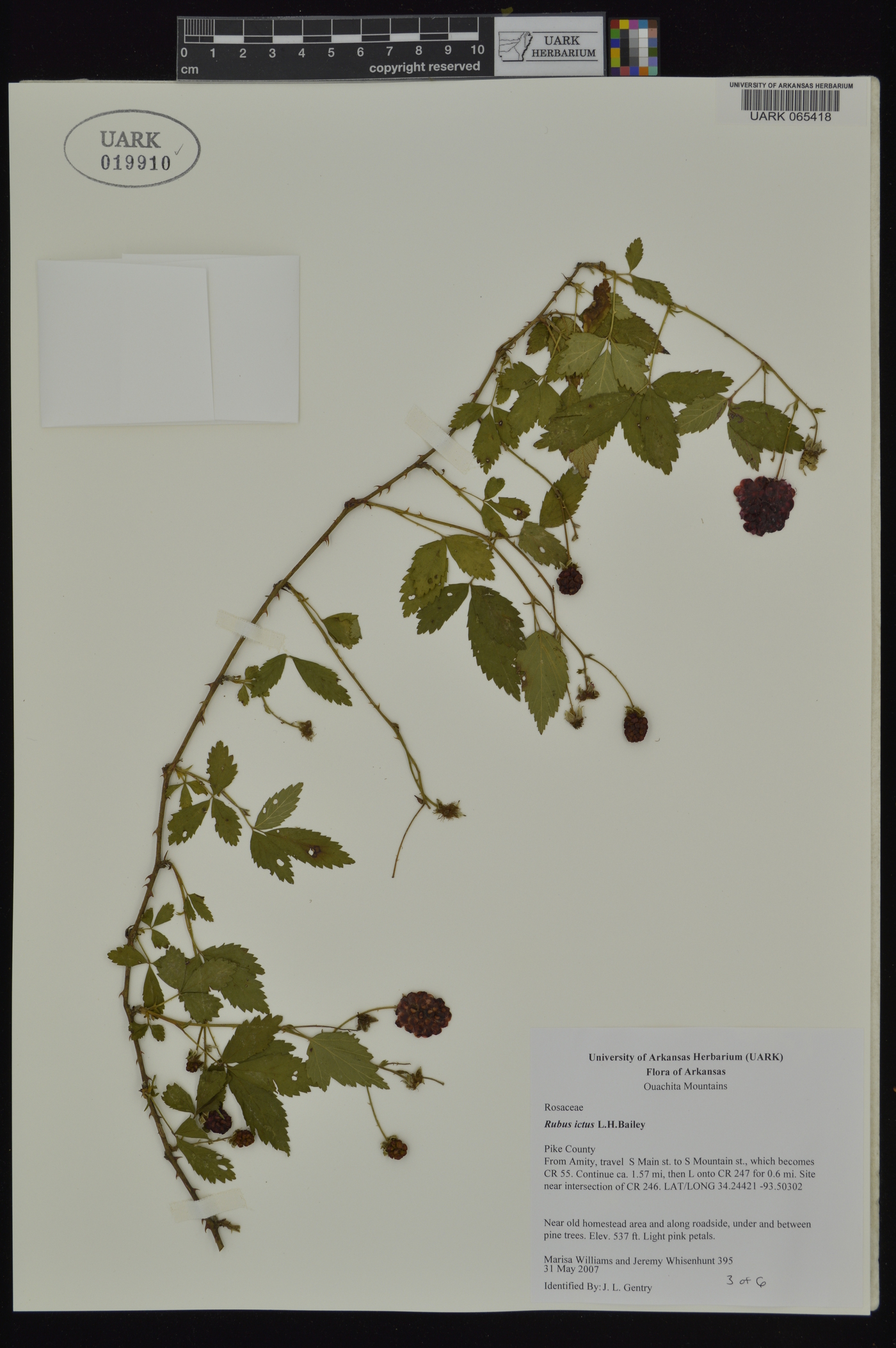 Rubus ictus image