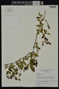 Rubus ictus image