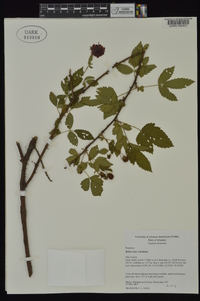 Rubus ictus image