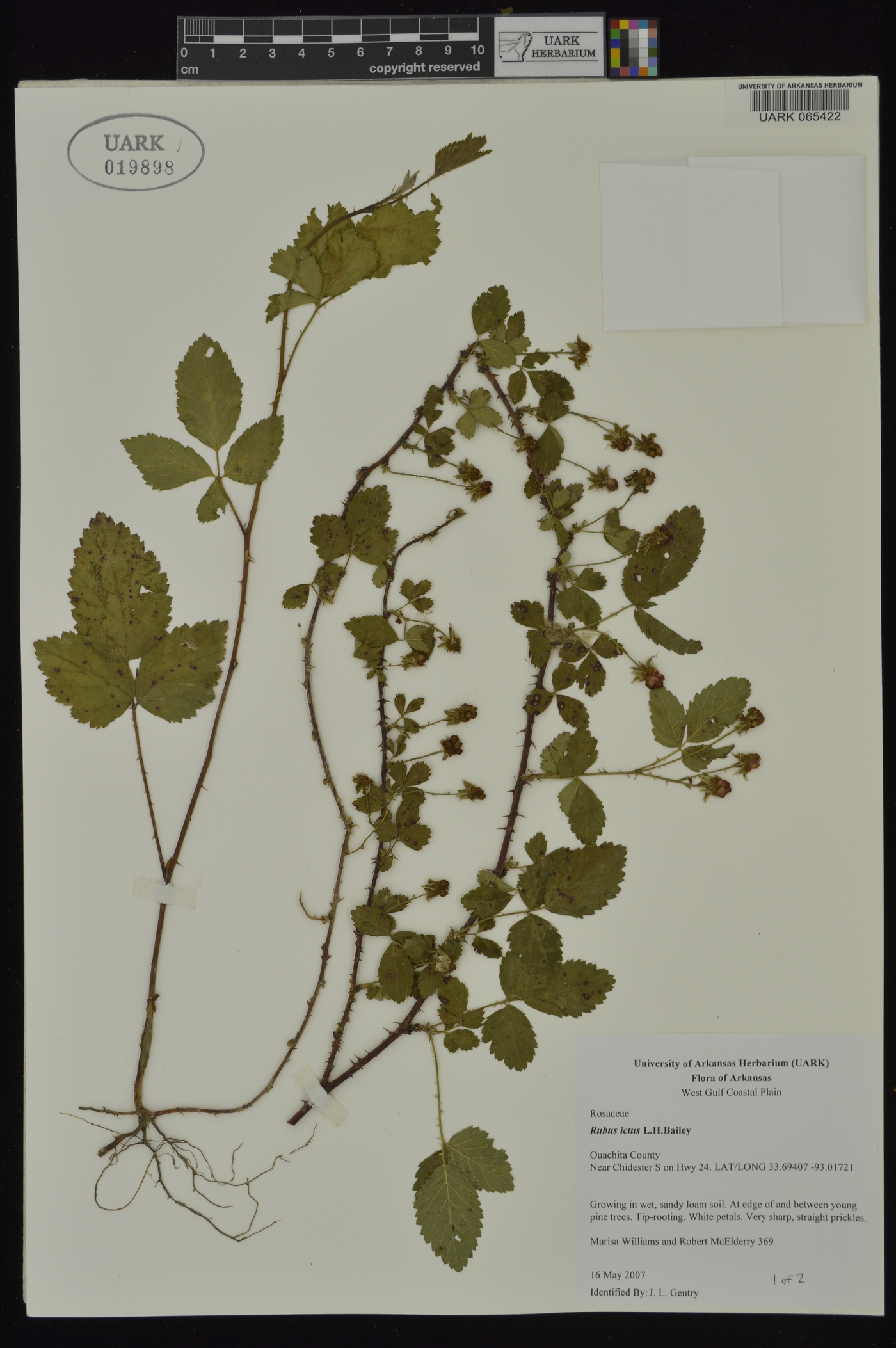 Rubus ictus image