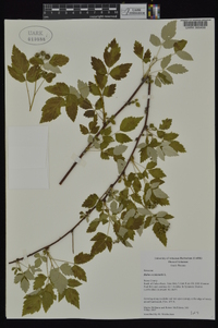 Rubus occidentalis image