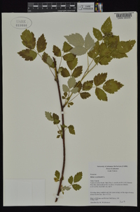 Rubus occidentalis image