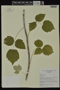 Rubus occidentalis image