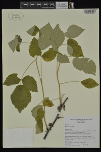 Rubus occidentalis image