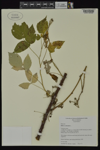 Rubus occidentalis image