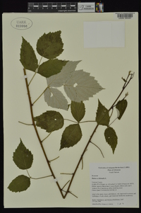 Rubus occidentalis image