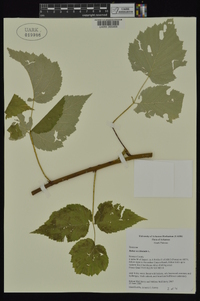 Rubus occidentalis image