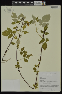 Rubus occidentalis image