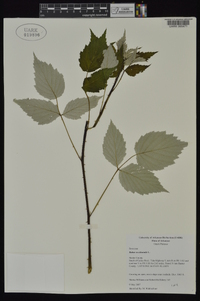 Rubus occidentalis image