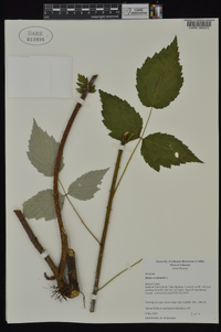 Rubus occidentalis image