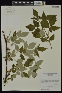 Rubus occidentalis image